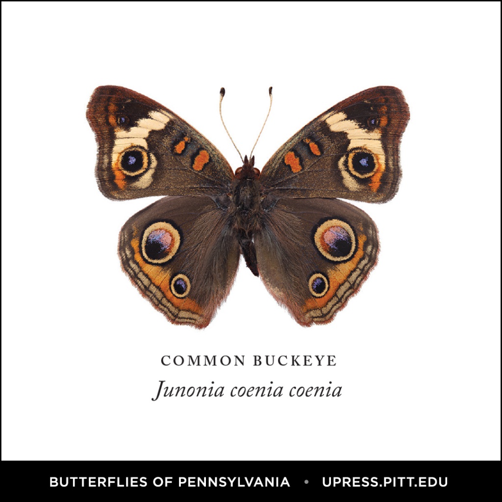 Butterflies of Pennsylvania