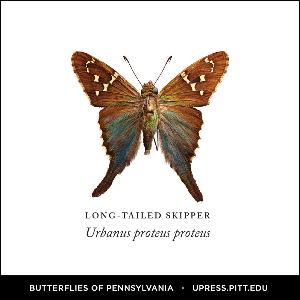 Butterflies of Pennsylvania