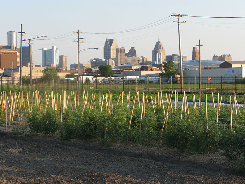 Tomatoes growing in front of the Detroit skyline